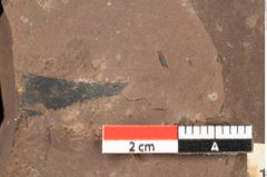 Foto (Detailsansicht) von Planera ungeri Ettingshausen (NHMW-GEO-2024-0188-1000)